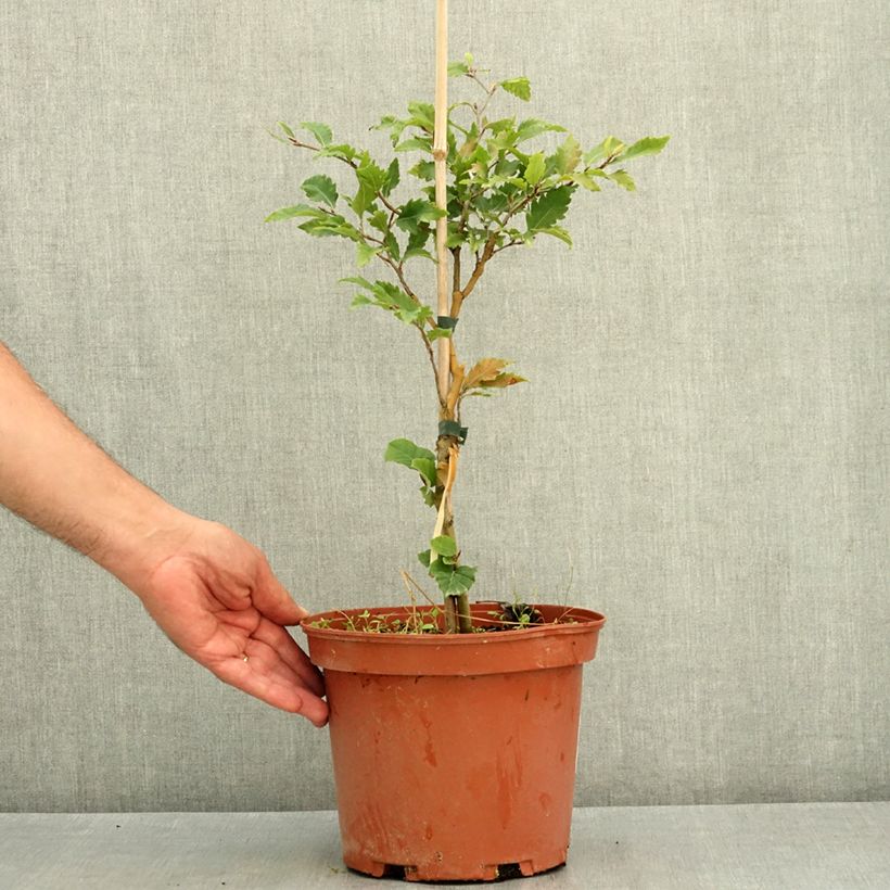 Amostra de Faia Sandrode Vaso de 4 L/5 L tal como entregue no verão