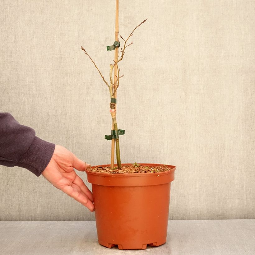 Amostra de Faia Sandrode Vaso de 4 L/5 L tal como entregue na primavera