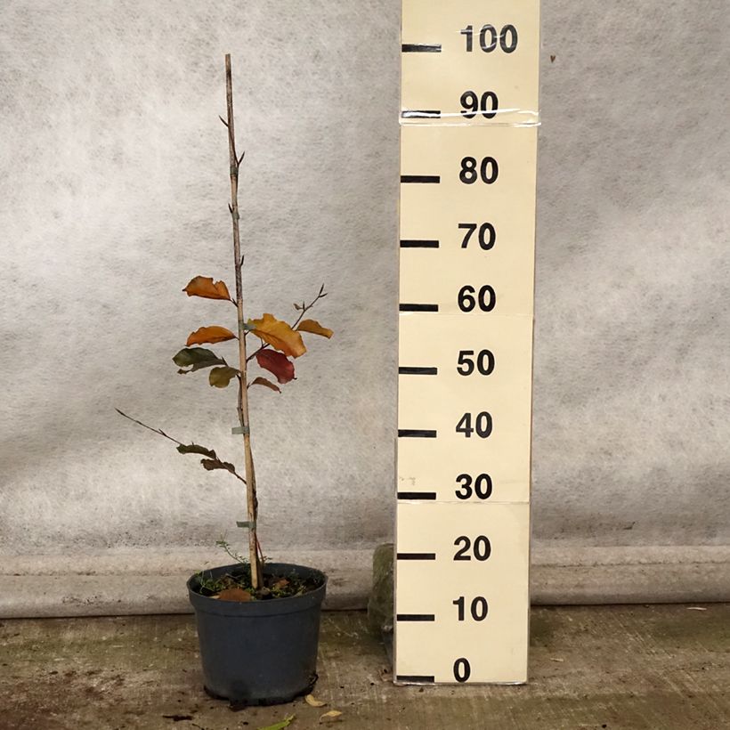 Amostra de Fagus sylvatica Swat Magret - Hêtre pourpre Pot de 4L/5L tal como entregue no outono