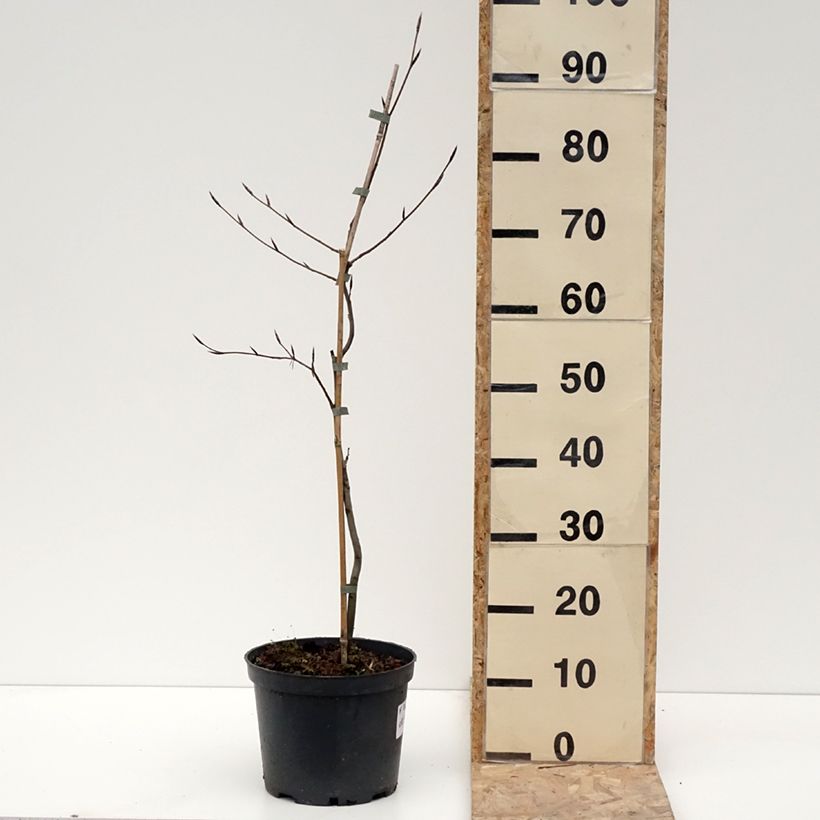 Amostra de Fagus sylvatica Swat Magret - Hêtre pourpre Vaso de 4 L/5 L tal como entregue no inverno