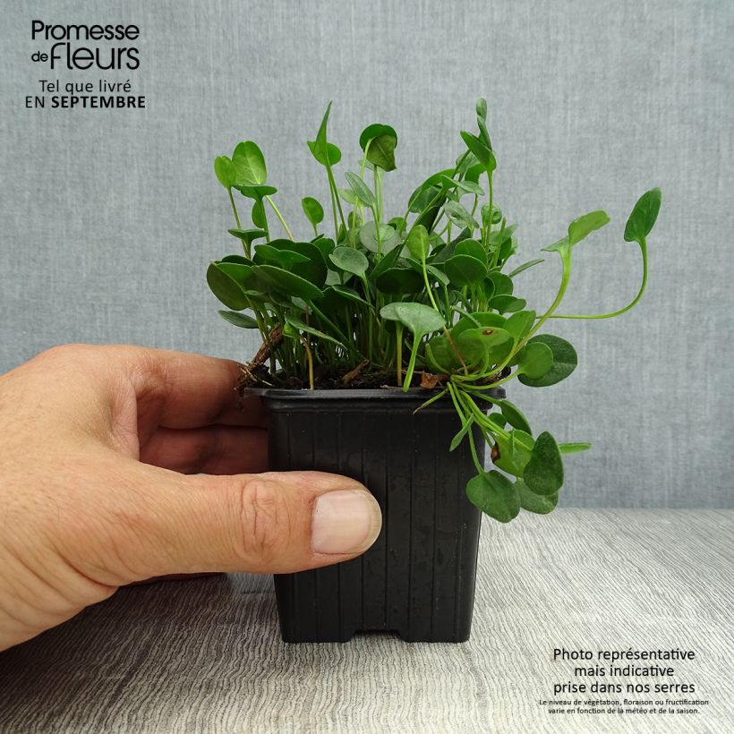 Amostra de Falkia repens Vaso de 8/9 cm tal como entregue no outono