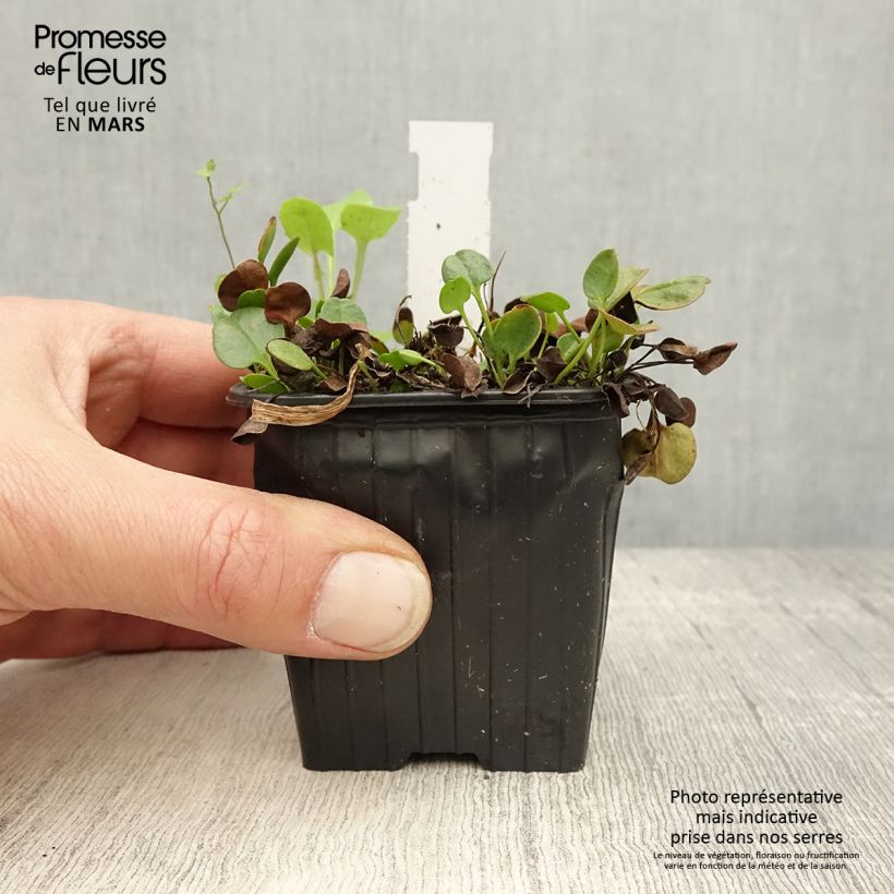 Amostra de Falkia repens Vaso de 8/9 cm tal como entregue na primavera