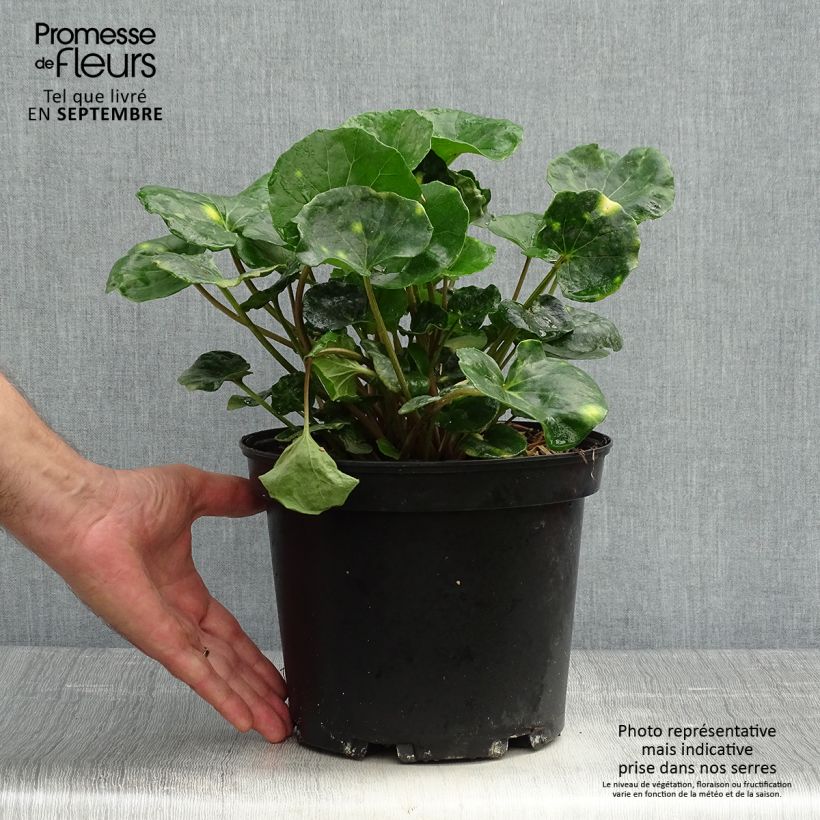 Amostra de Farfugium japonicum Aureomaculatum Vaso de 3 L/4 L tal como entregue no outono