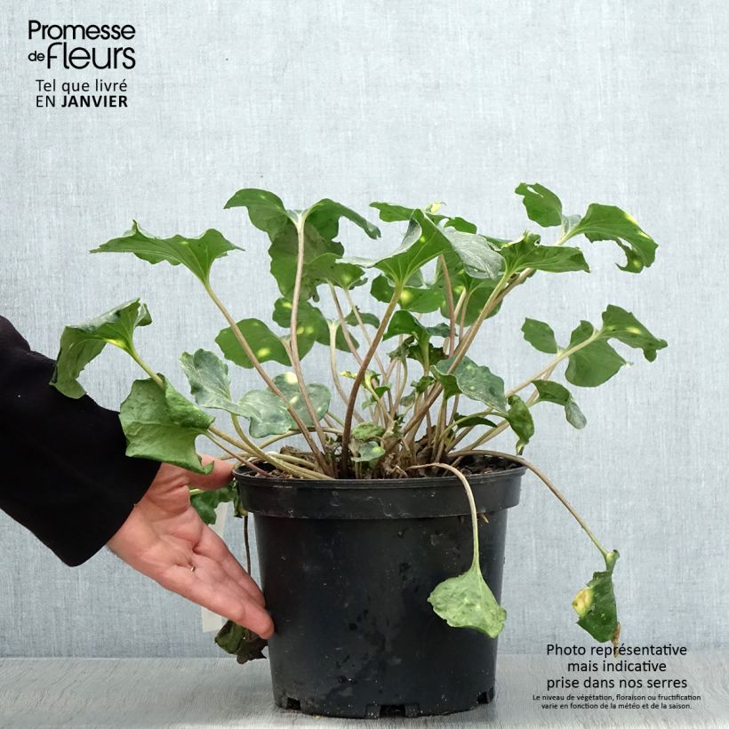 Amostra de Farfugium japonicum Aureomaculatum - Plante Panthère. Vaso de 3 L/4 L tal como entregue no inverno