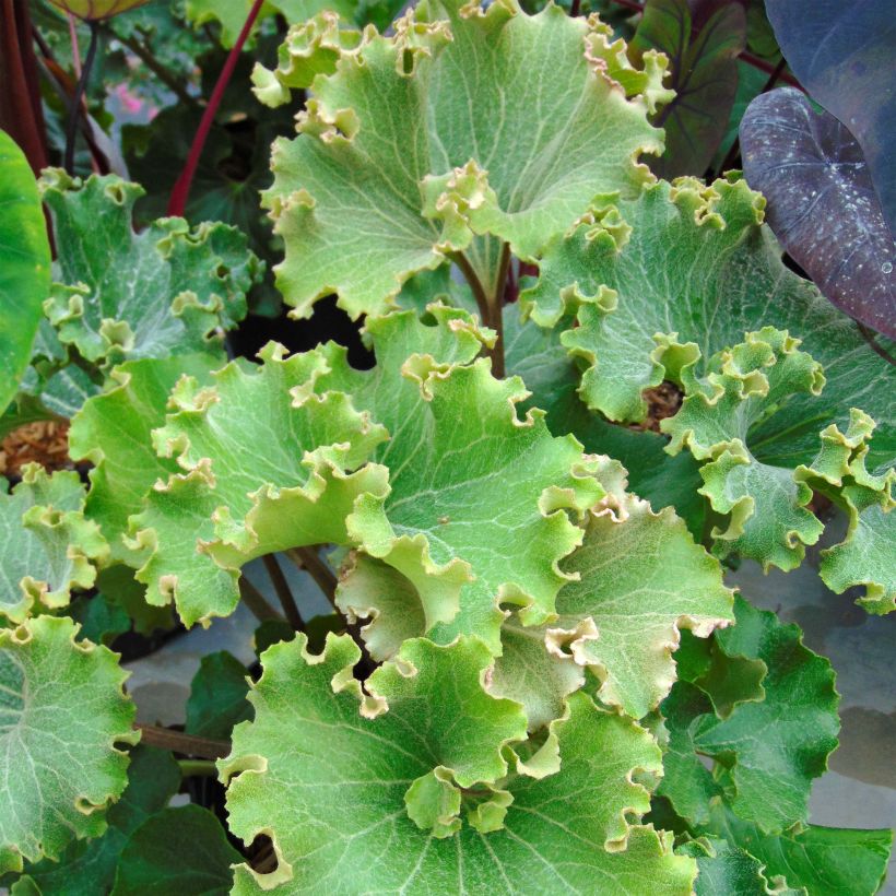 Farfugium japonicum Crispata (Folhagem)