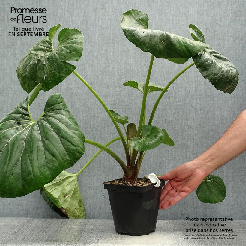 Amostra de Farfugium japonicum Gigantea Vaso de 3 L/4 L tal como entregue no outono