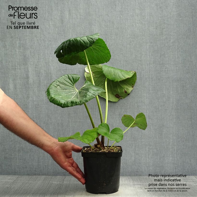 Amostra de Farfugium japonicum Vaso de 3 L/4 L tal como entregue no outono