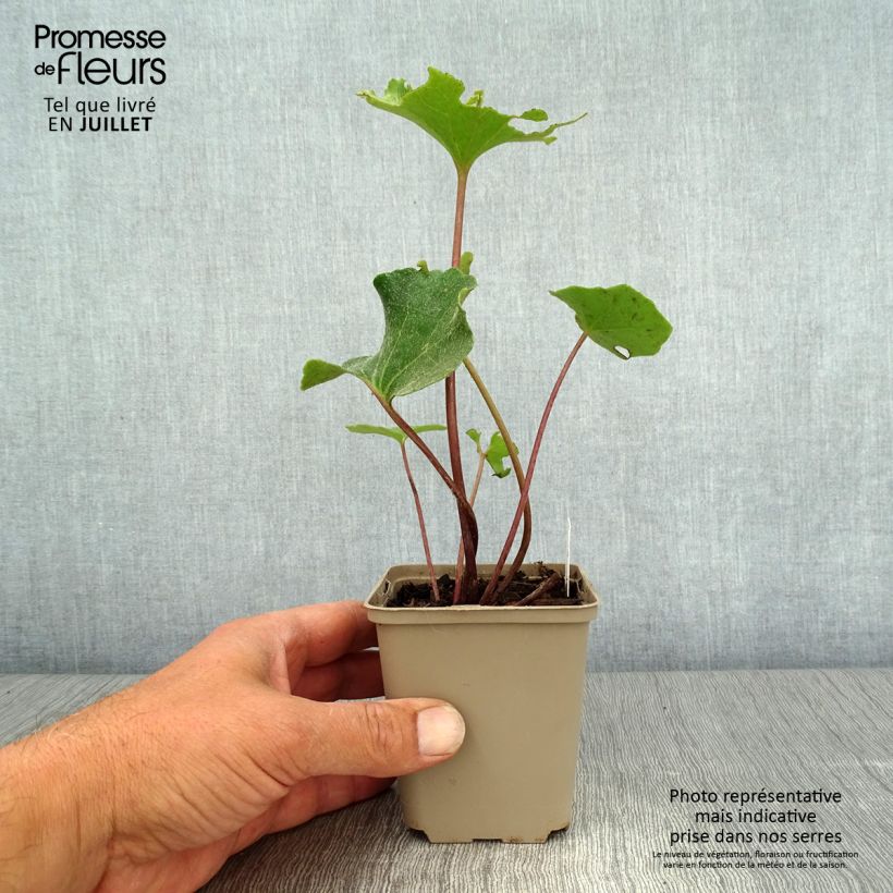 Amostra de Farfugium japonicum Wavy Gravy Vaso de 8/9 cm tal como entregue no verão