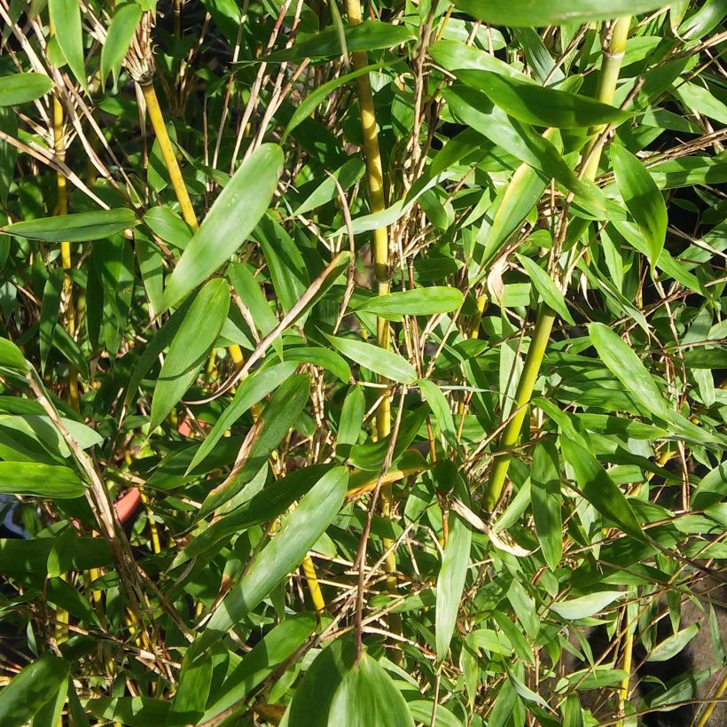 Fargesia denudata Lancaster 1 (Folhagem)