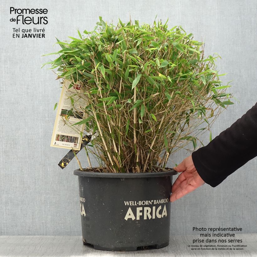 Amostra de Fargesia Moontears - Bambou non traçant Vaso de 12 L/15 L tal como entregue no inverno