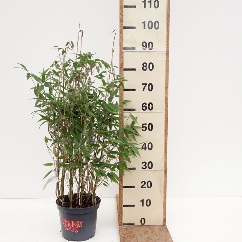 Amostra de Fargesia murielae Blue Lizard Vaso de 4 L/5 L tal como entregue no inverno