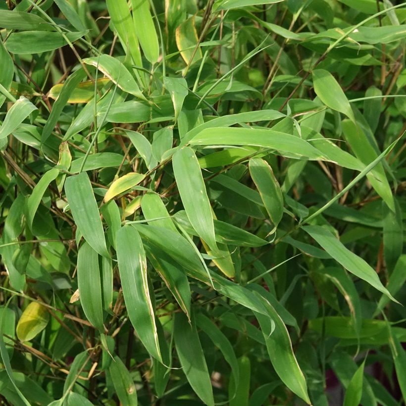 Fargesia murielae Violet Woods (Folhagem)