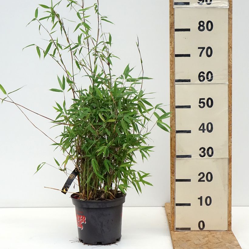 Amostra de Fargesia murielae Violet Woods Vaso de 4 L/5 L tal como entregue no outono