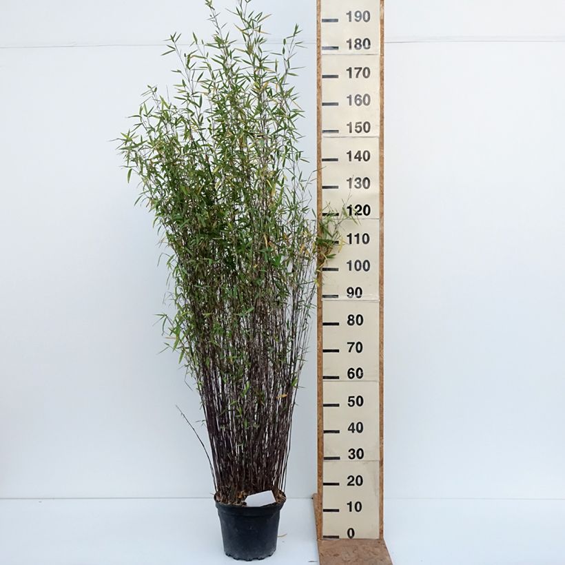 Amostra de Fargesia nitida Gansu Vaso de 7,5 L/10 L tal como entregue no outono