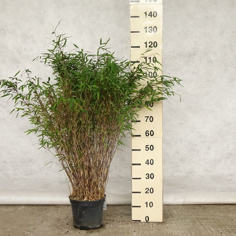 Amostra de Fargesia nitida Gansu Vaso de 7,5 L/10 L tal como entregue no verão