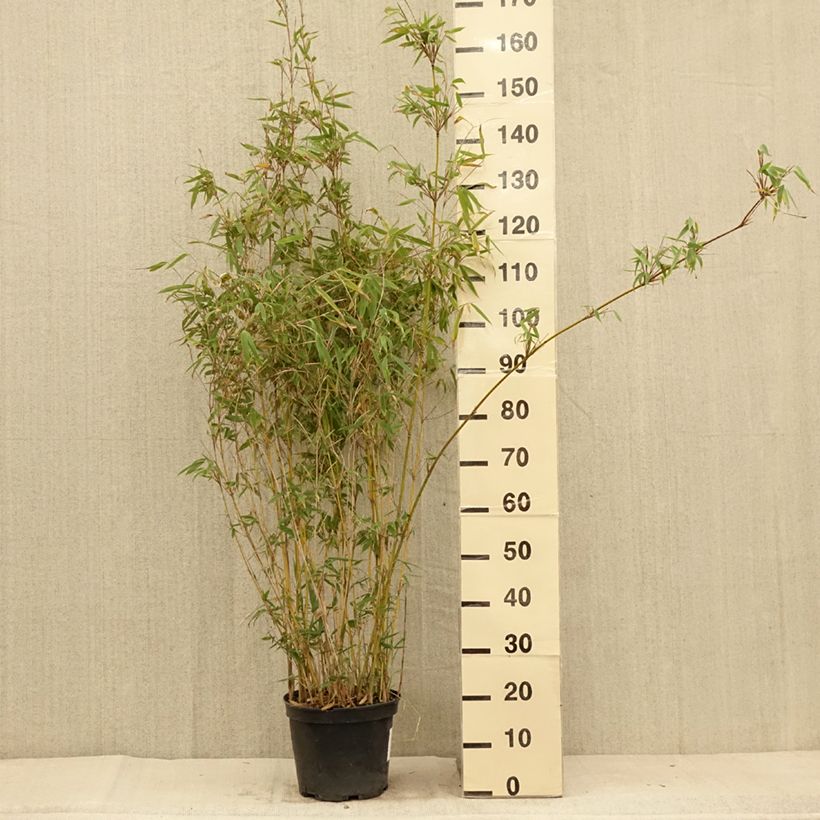 Amostra de Fargesia nitida Obelisk Vaso de 7,5 L/10 L tal como entregue no verão