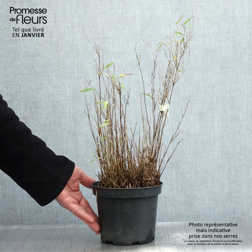 Amostra de Fargesia nitida Red Dragon - Bambou non traçant Vaso de 2 L/3 L tal como entregue no inverno