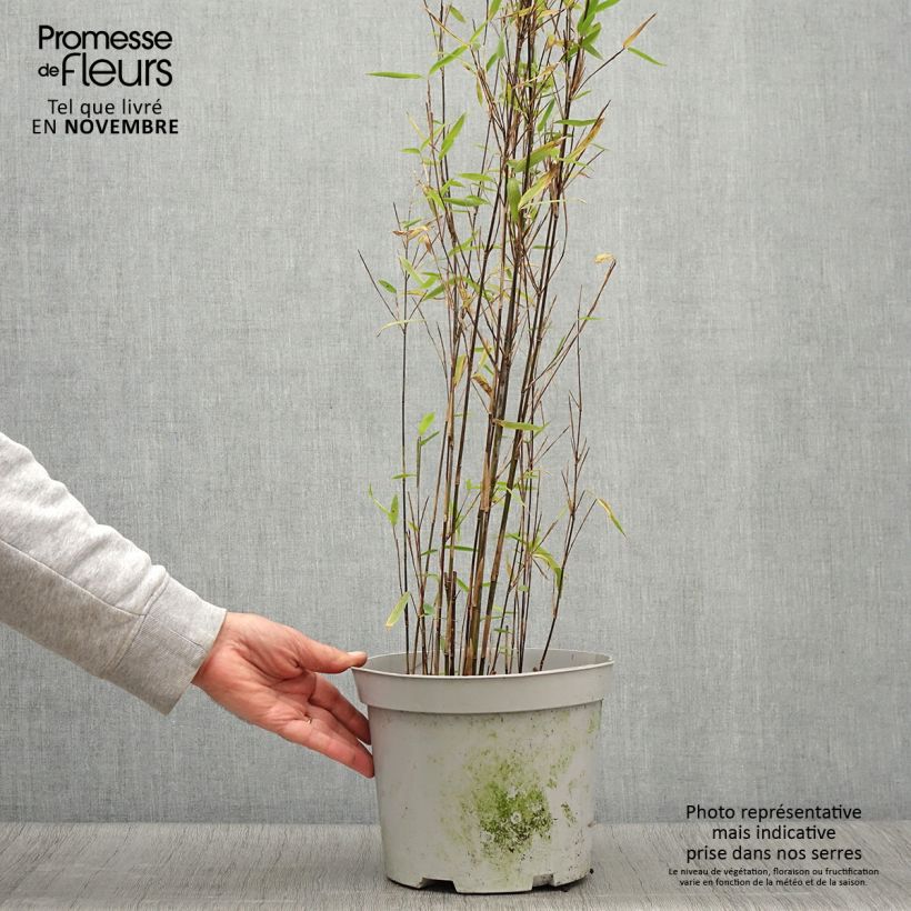 Amostra de Fargesia nitida Trifina Black - Bambou non traçant Pot de 4L/5L tal como entregue no outono