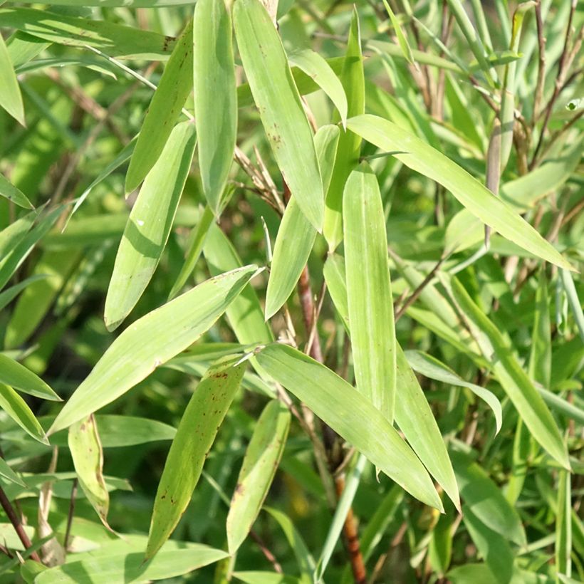 Fargesia nitida Trifina Black (Folhagem)