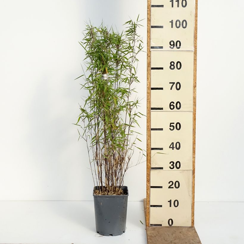Amostra de Fargesia nitida Trifina Black Vaso de 4 L/5 L tal como entregue na primavera