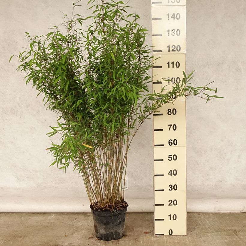Amostra de Fargesia nitida Volcano Vaso de 7,5 L/10 L tal como entregue no verão