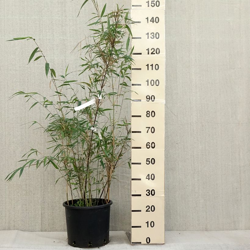 Amostra de Fargesia papyrifera Blue Dragon - Bambou non traçant Pot de 7,5L/10L tal como entregue no outono