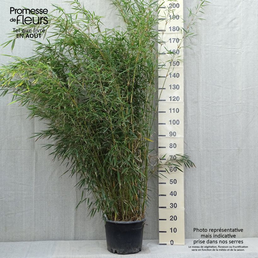 Amostra de Fargesia robusta Vaso de 18 L/20 L tal como entregue no verão
