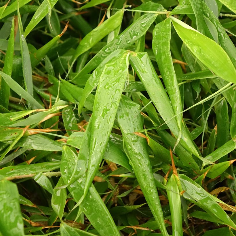Fargesia robusta Formidable (Folhagem)