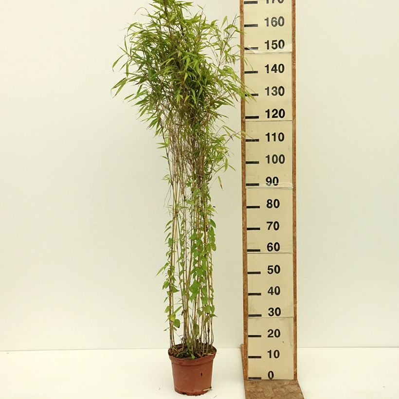 Amostra de Fargesia robusta Formidable Vaso de 4 L/5 L tal como entregue no verão
