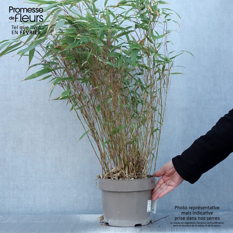 Amostra de Fargesia robusta Formidable Vaso de 4 L/5 L tal como entregue no inverno