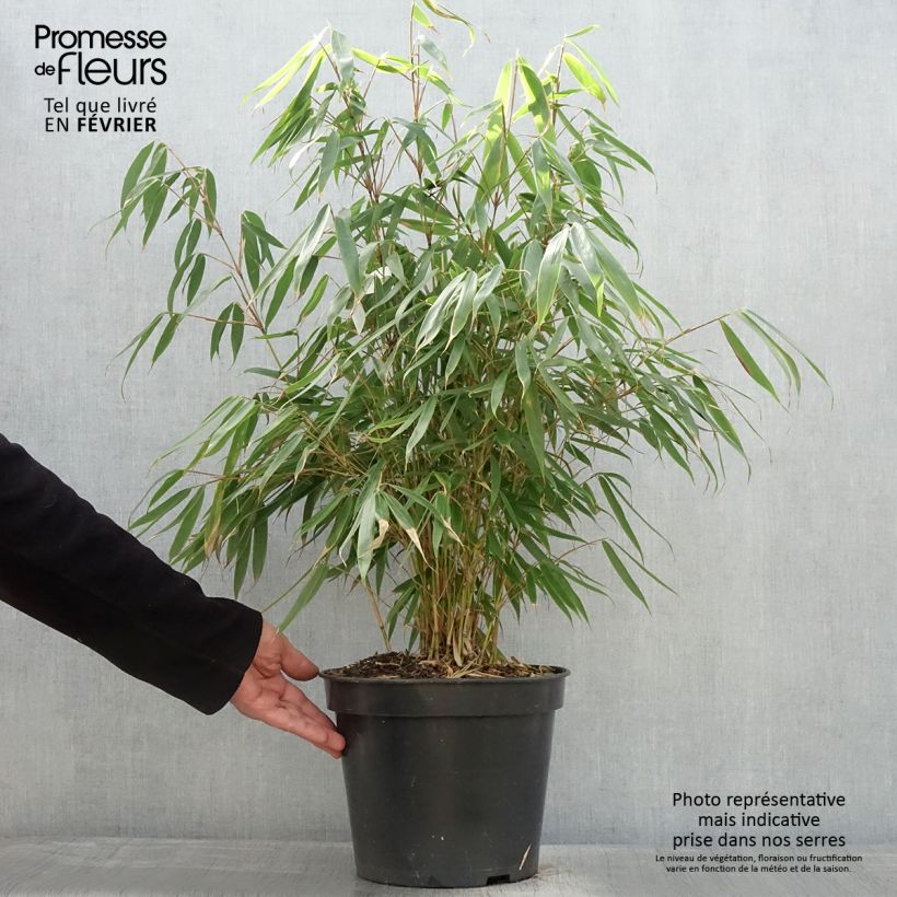 Amostra de Fargesia robusta Pingwu Vaso de 7,5 L/10 L tal como entregue no inverno