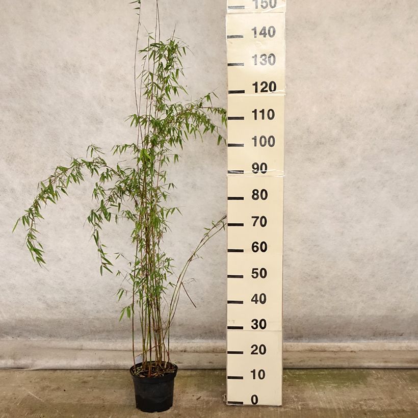 Amostra de Fargesia sp Jiuzhaigou Deep Purple - Bambou non traçant. Pot de 2L/3L tal como entregue no outono