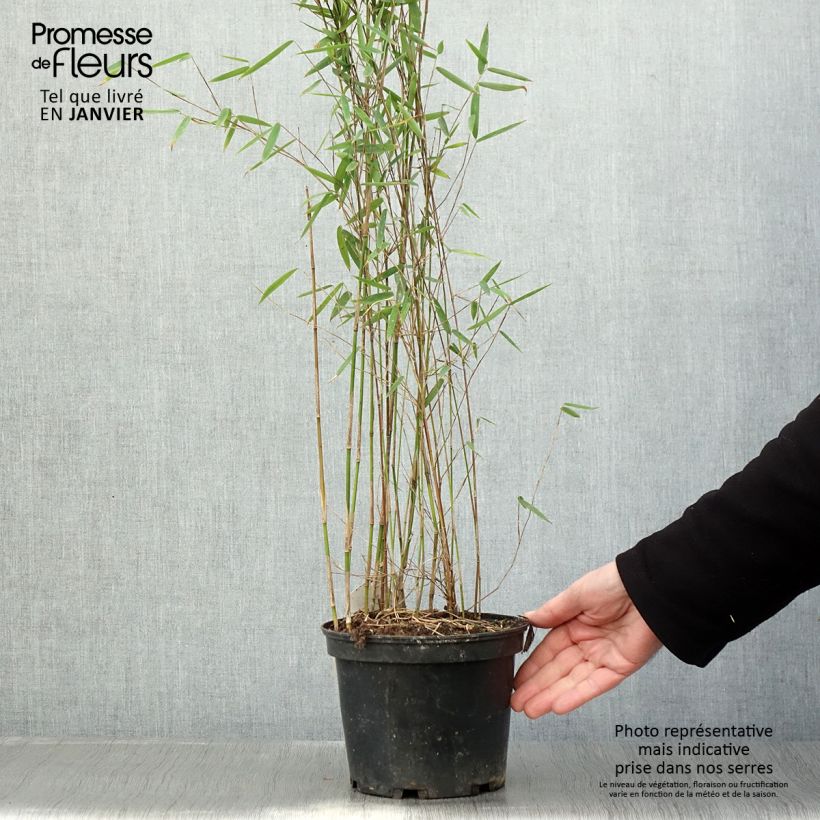 Amostra de Fargesia sp Jiuzhaigou Deep Purple - Bambou non traçant. Vaso de 2 L/3 L tal como entregue no inverno