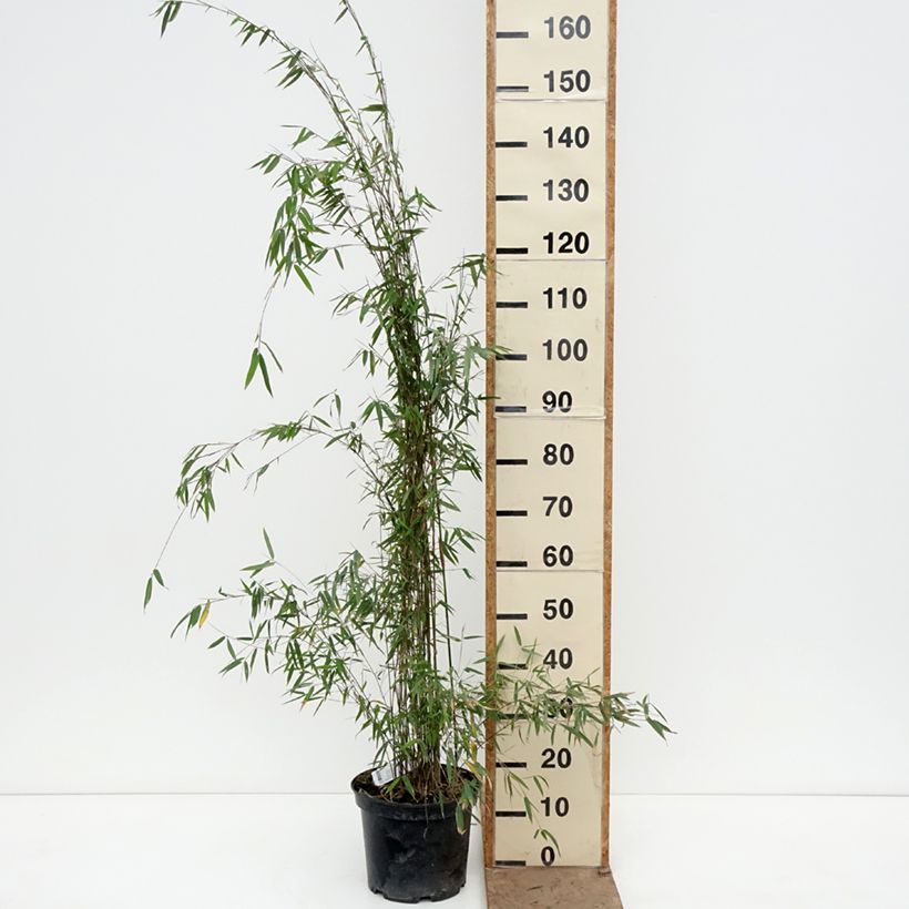 Amostra de Fargesia sp Jiuzhaigou Deep Purple Vaso de 2 L/3 L tal como entregue na primavera