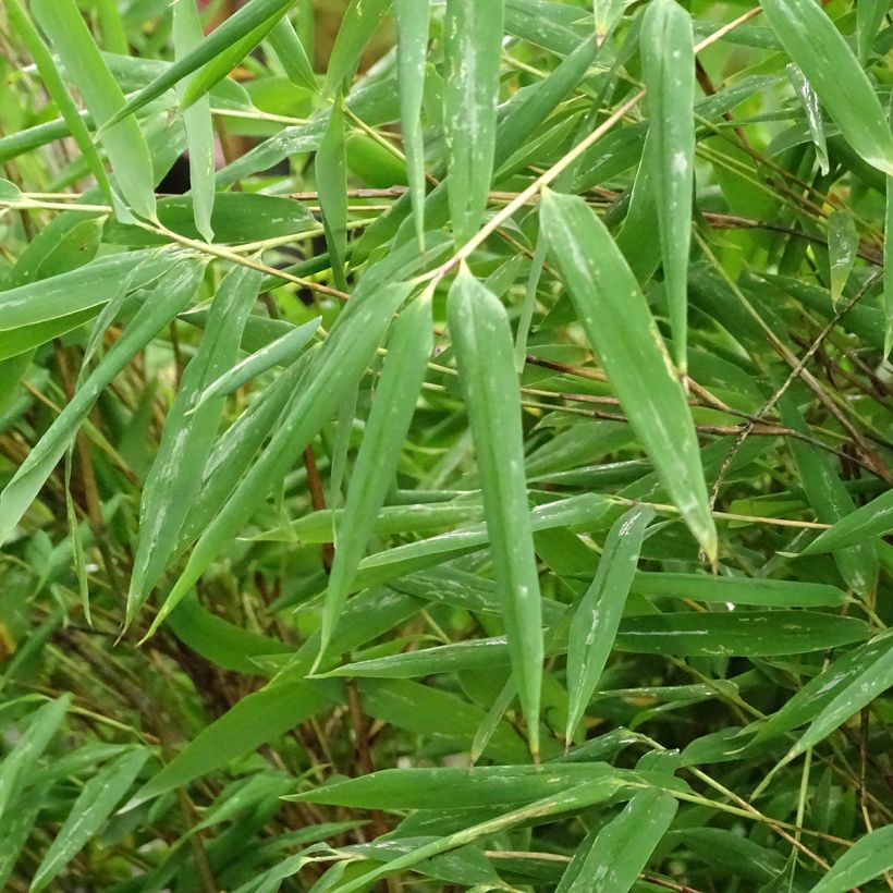 Fargesia Taibashan 2 (Folhagem)
