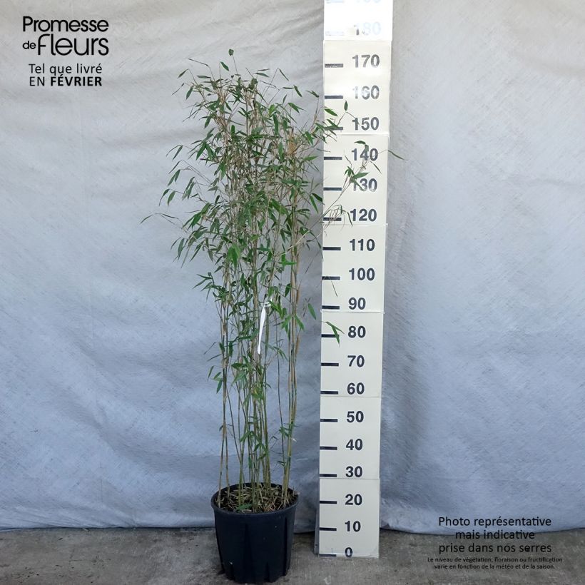 Amostra de Fargesia Viking - Bambou non traçant Vaso de 12 L/15 L tal como entregue no inverno