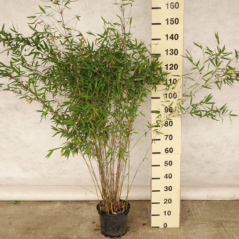 Amostra de Fargesia nitida × murielae Winter Joy Vaso de 7,5 L/10 L tal como entregue no verão