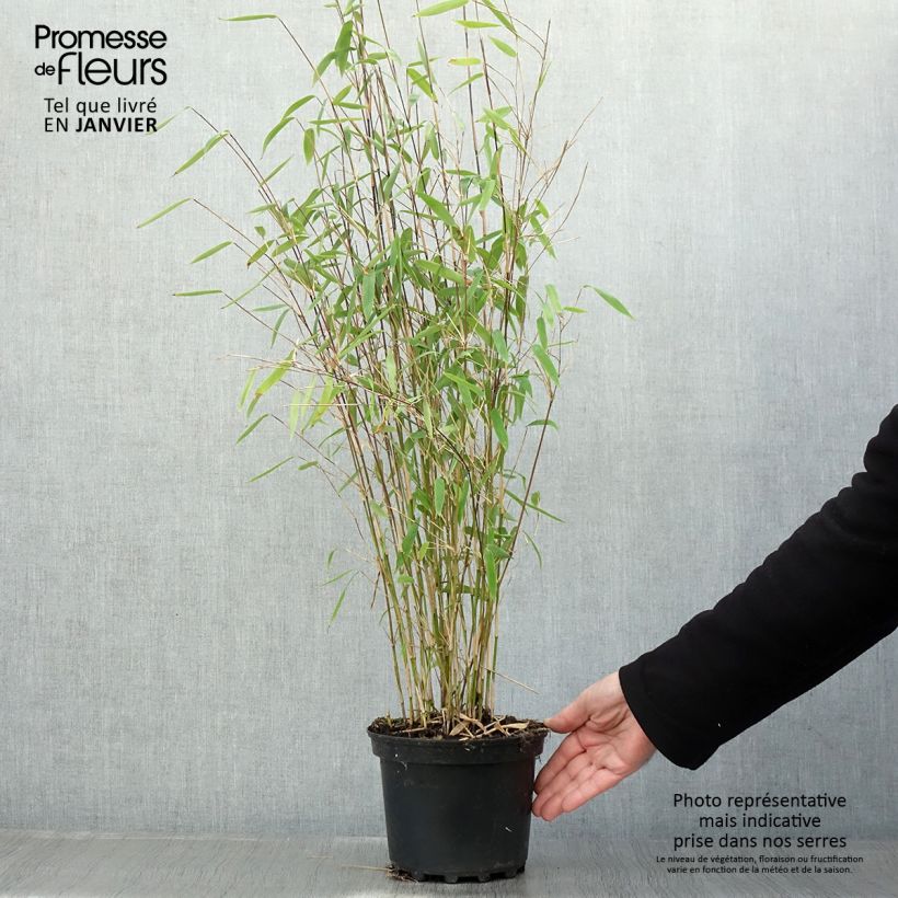 Amostra de Fargesia nitida × murielae Winter Joy Vaso de 2 L/3 L tal como entregue no inverno