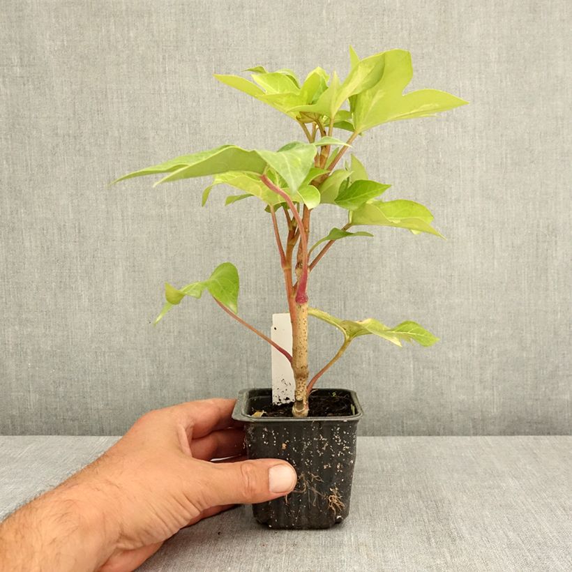 Amostra de Fatshedera lizei Annemieke Vaso de 8/9 cm tal como entregue no verão