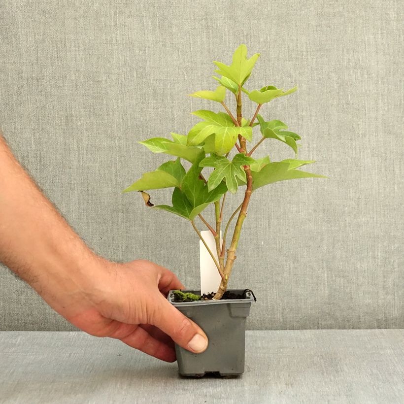 Amostra de Fatshedera lizei Vaso de 8/9 cm tal como entregue no verão
