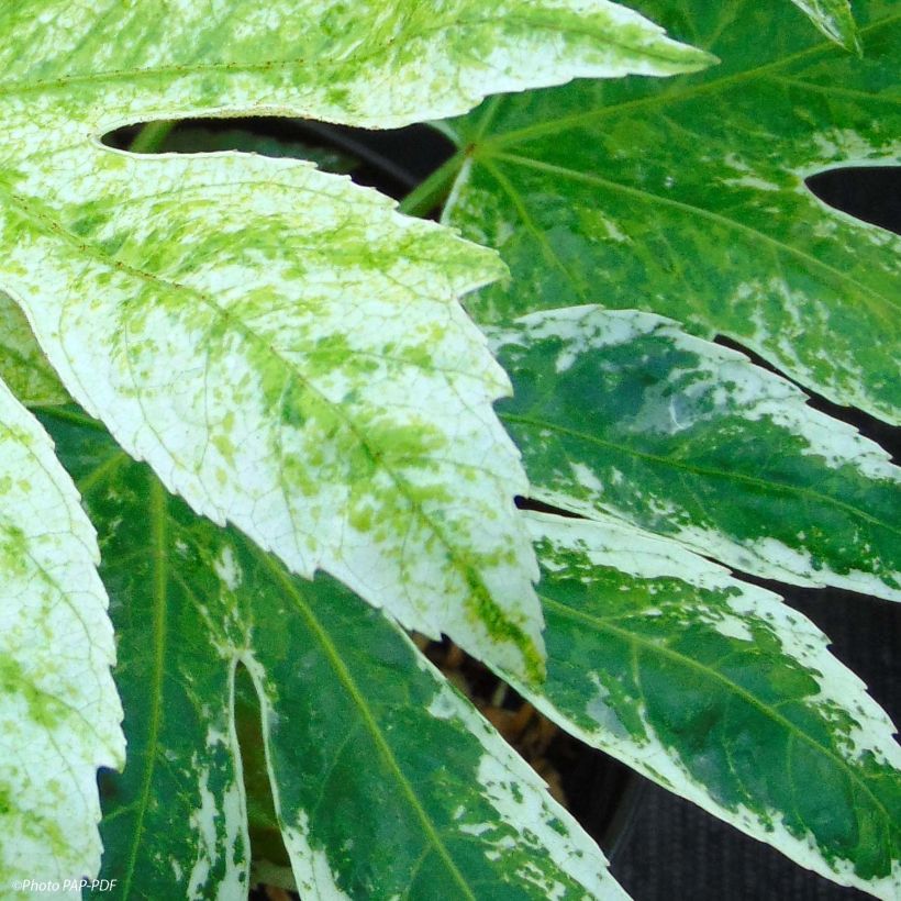 Fatsia japonica Spider's Web (Folhagem)