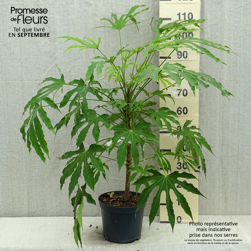 Amostra de Fatsia polycarpa Green Fingers Vaso de 6 L/7 L tal como entregue no outono