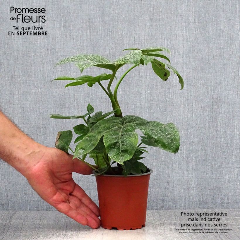 Amostra de Fatsia japonica Vaso de 8/9 cm tal como entregue no outono