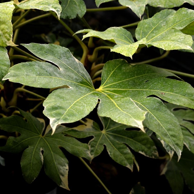 Fatsia japonica Variegata (Folhagem)