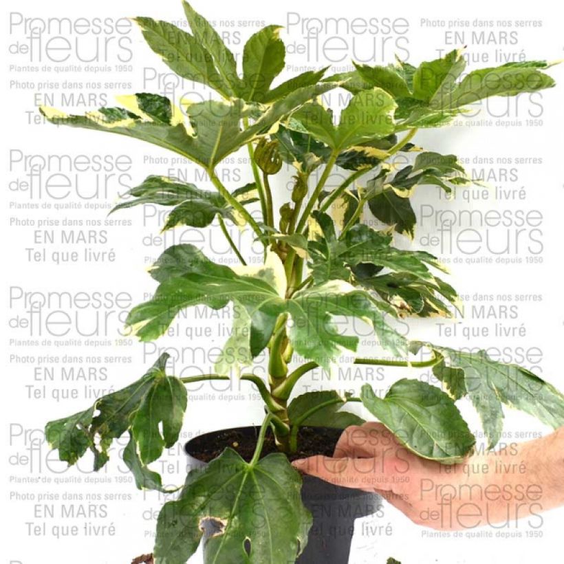 Exemplo de amostra de Fatsia japonica Variegata Vaso de 3 L/4 L tal como entregue