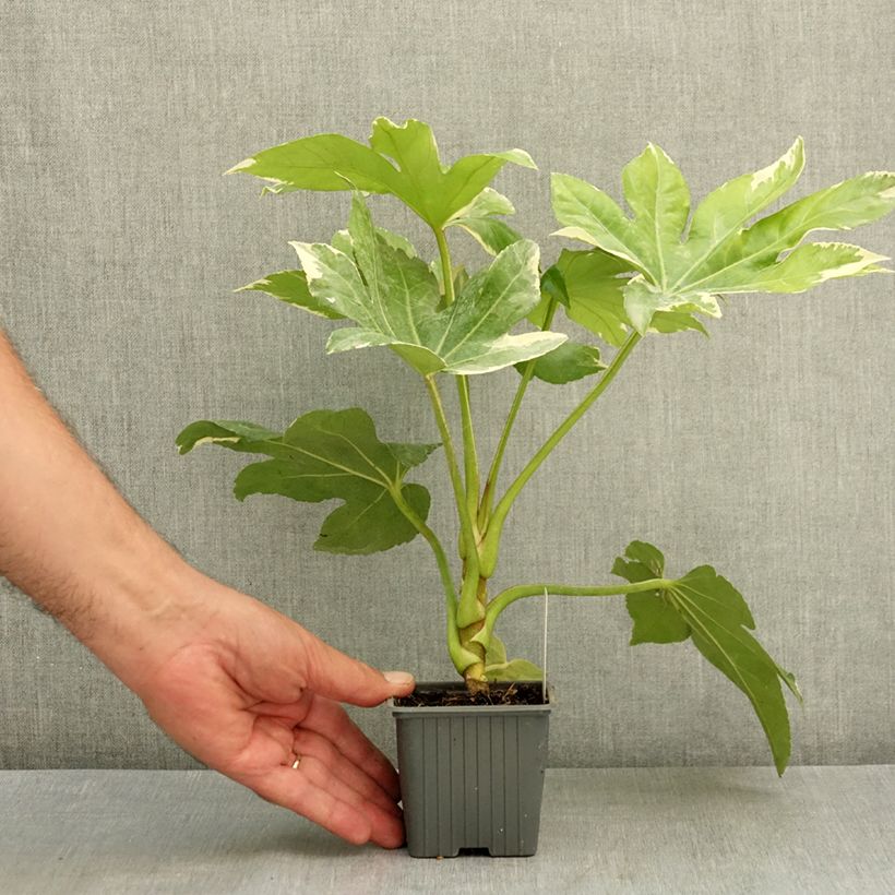 Amostra de Fatsia japonica Variegata Vaso de 8/9 cm tal como entregue no verão