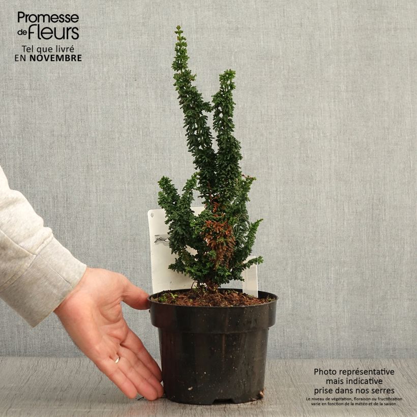 Amostra de Chamaecyparis obtusa Chirimen Vaso de 2 L/3 L tal como entregue no outono