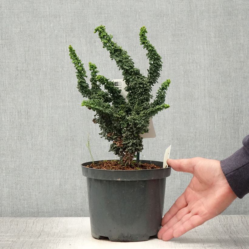 Amostra de Chamaecyparis obtusa Chirimen Vaso de 2 L/3 L tal como entregue no verão
