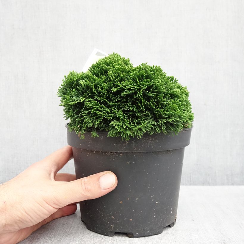 Amostra de Chamaecyparis obtusa Juniperoides Vaso de 2 L/3 L tal como entregue no outono