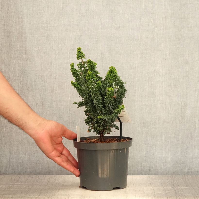 Amostra de Chamaecyparis obtusa Juniperoides Vaso de 2 L/3 L tal como entregue no verão
